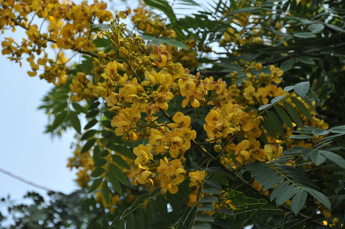美丽决明Senna spectabilis 美丽决明Senna spectabilis