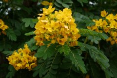 黄槐Senna surattensis