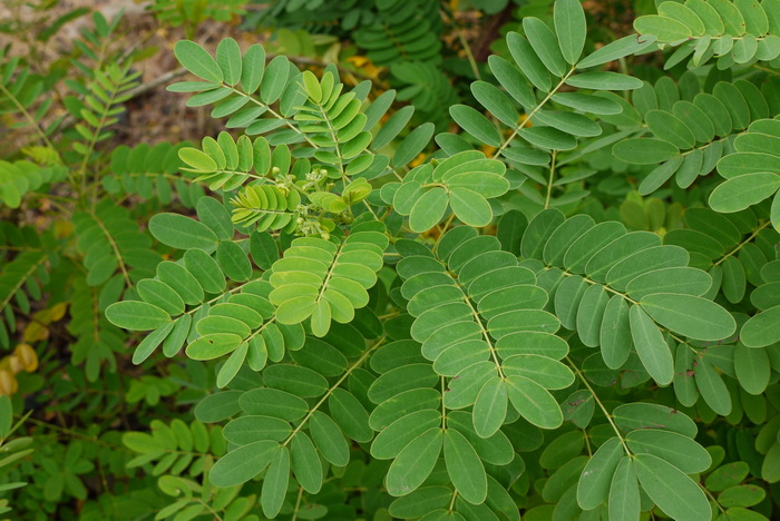 黄槐Senna surattensis 黄槐Senna surattensis