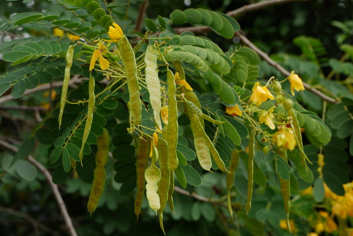 黄槐Senna surattensis 黄槐Senna surattensis