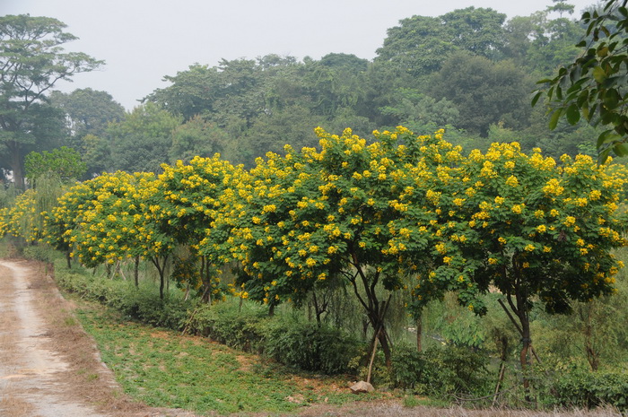 黄槐Senna surattensis 黄槐Senna surattensis