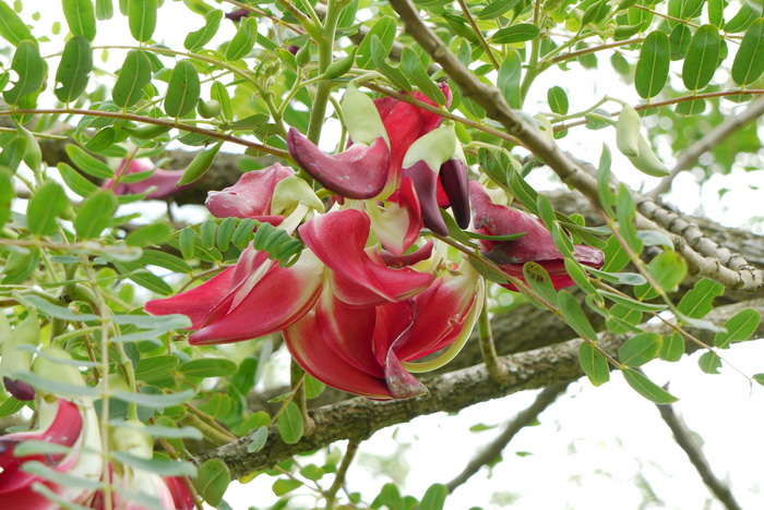 大花田菁Sesbania grandiflora 大花田菁Sesbania grandiflora