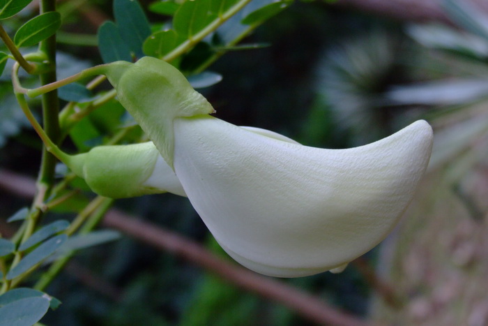 大花田菁Sesbania grandiflora