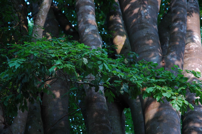 越南油楠Sindora cochinchinensis 越南油楠Sindora cochinchinensis