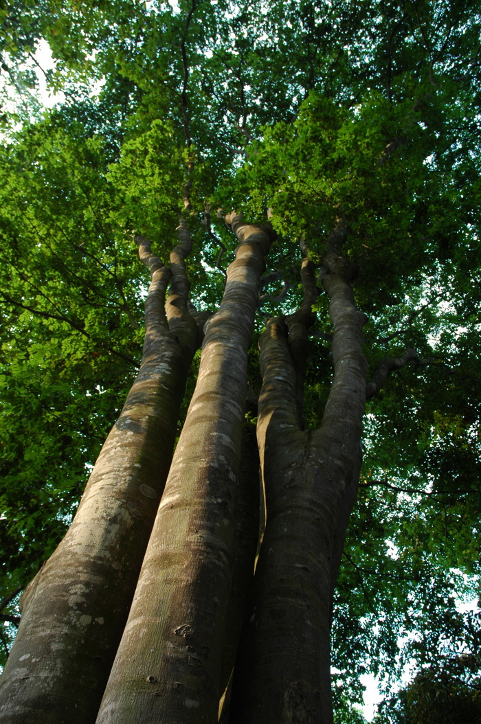 越南油楠Sindora cochinchinensis