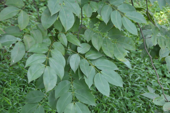 油楠Sindora glabra 油楠Sindora glabra