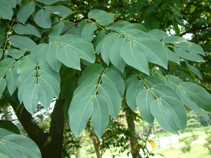 东京油楠Sindora tonkinensis 东京油楠Sindora tonkinensis