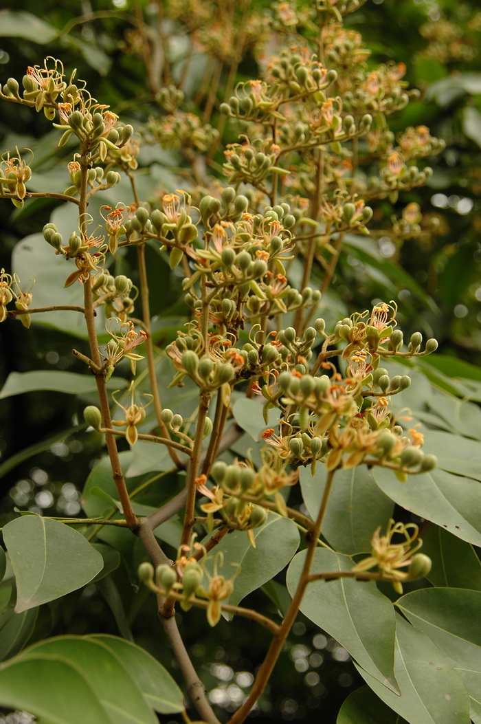 东京油楠Sindora tonkinensis 东京油楠Sindora tonkinensis
