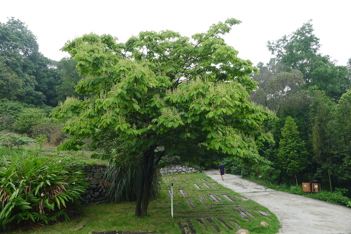 东京油楠Sindora tonkinensis 东京油楠Sindora tonkinensis