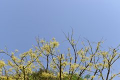 金枝国槐Sophora japonica ‘Golden Stem’