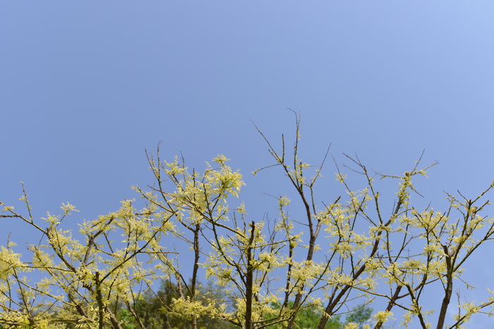 金枝国槐Sophora japonica ‘Golden Stem’ 金枝国槐Sophora japonica ‘Golden Stem’