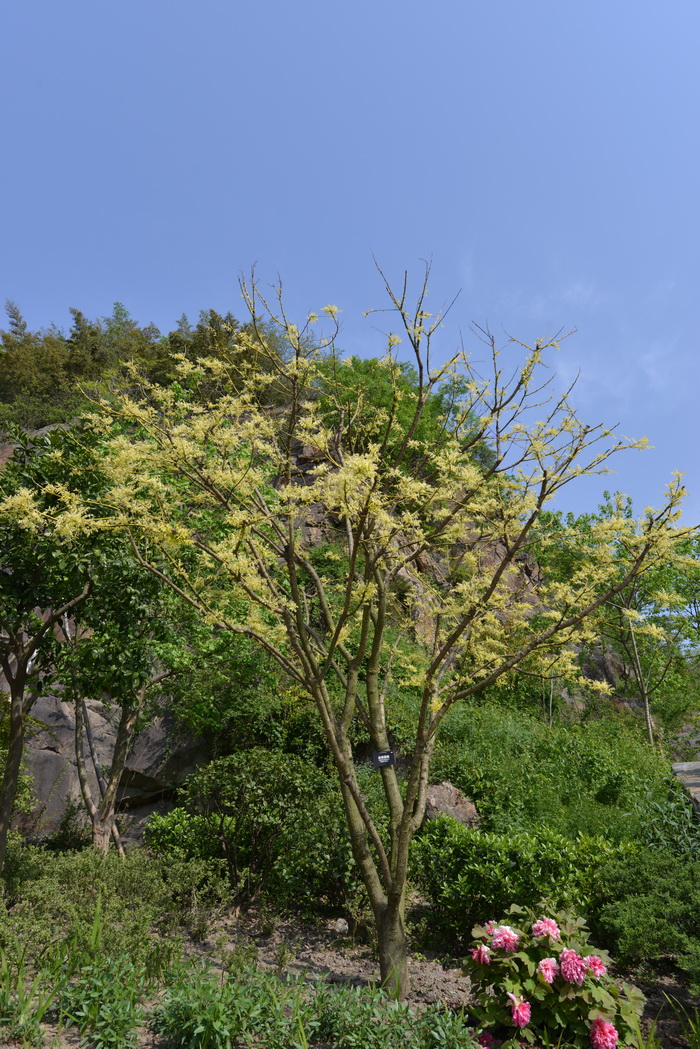 金枝国槐Sophora japonica ‘Golden Stem’