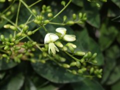 龙爪槐Sophora japonica f. pendula