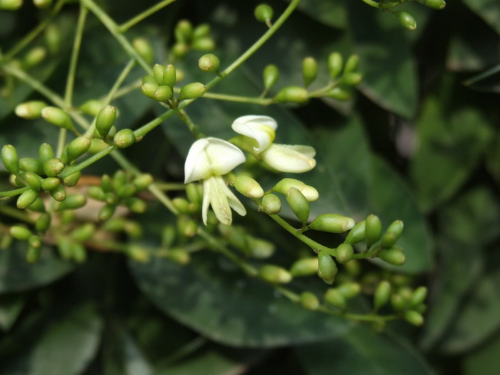龙爪槐Sophora japonica f. pendula 龙爪槐Sophora japonica f. pendula