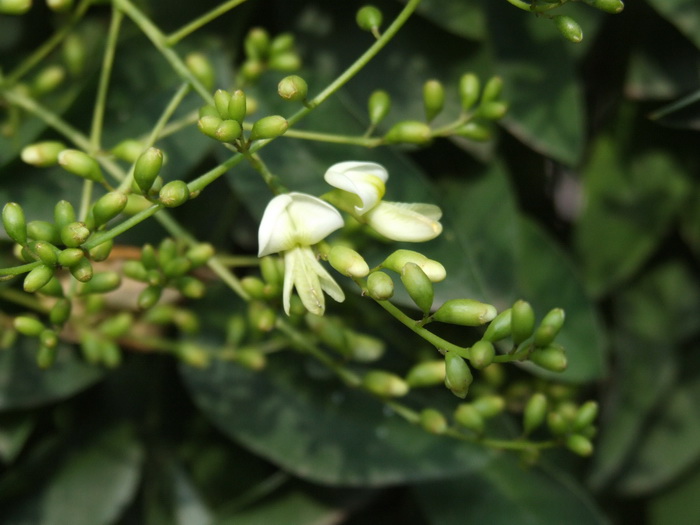 龙爪槐Sophora japonica f. pendula