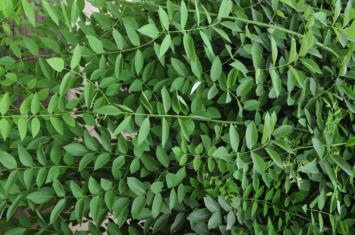 龙爪槐Sophora japonica f. pendula 龙爪槐Sophora japonica f. pendula