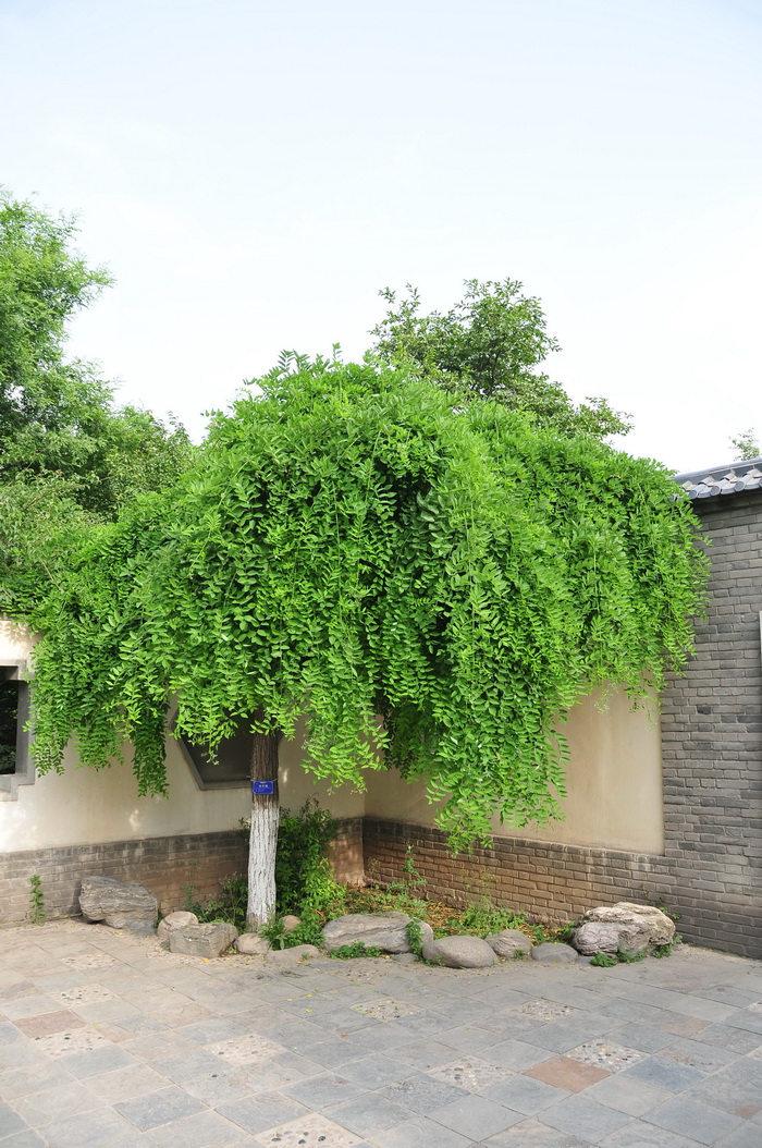 龙爪槐Sophora japonica f. pendula