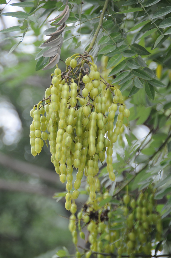 槐Sophora japonica