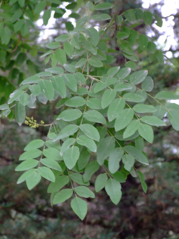 槐Sophora japonica 槐Sophora japonica