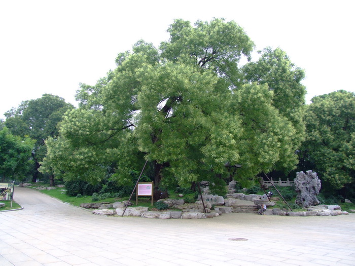 槐Sophora japonica 槐Sophora japonica