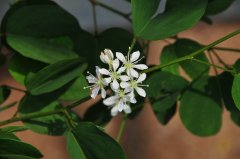 鞍叶羊蹄甲Bauhinia brachycarpa