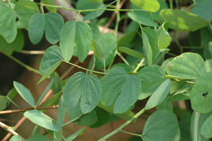 鞍叶羊蹄甲Bauhinia brachycarpa