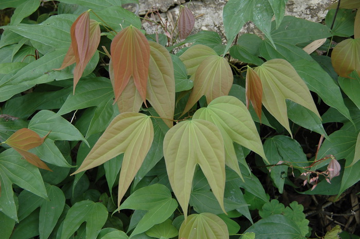龙须藤Bauhinia championii