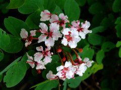 首冠藤Bauhinia corymbosa