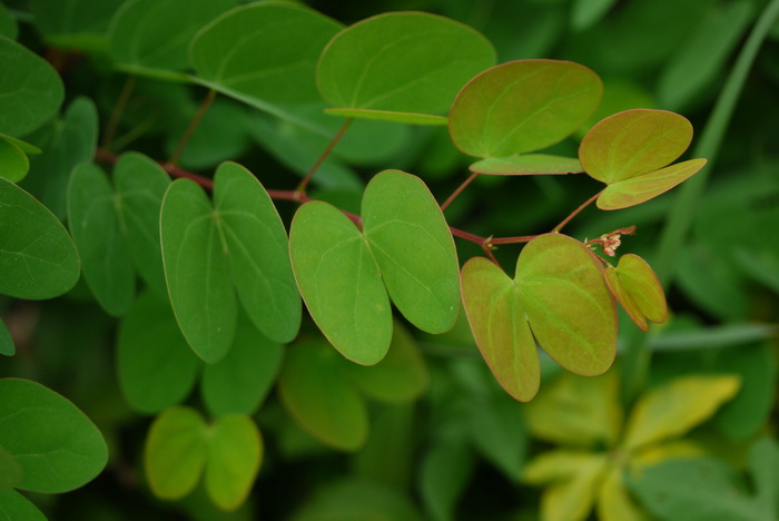 首冠藤Bauhinia corymbosa 首冠藤Bauhinia corymbosa
