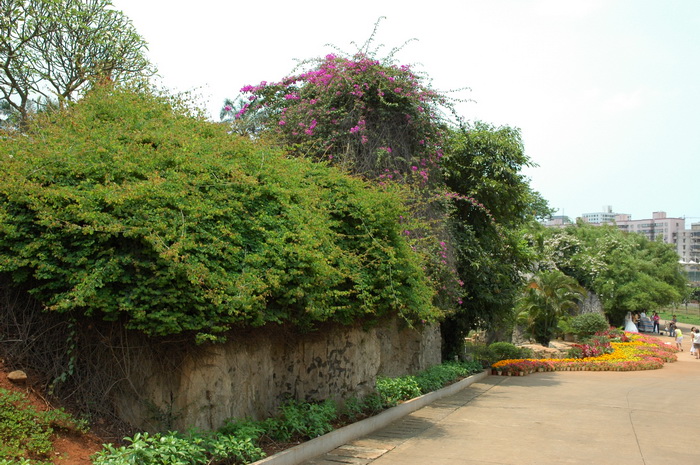 首冠藤Bauhinia corymbosa 首冠藤Bauhinia corymbosa