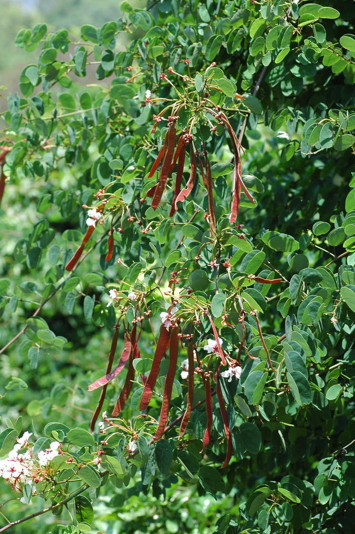 首冠藤Bauhinia corymbosa