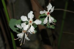 粉叶羊蹄甲Bauhinia glauca