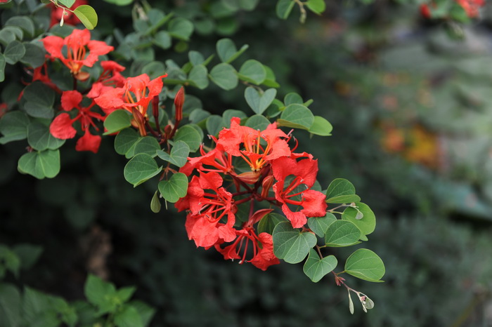 嘉氏羊蹄甲Bauhinia galpinii 嘉氏羊蹄甲Bauhinia galpinii