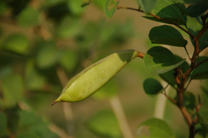 嘉氏羊蹄甲Bauhinia galpinii 嘉氏羊蹄甲Bauhinia galpinii
