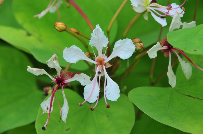 棒花羊蹄甲Bauhinia nervosa