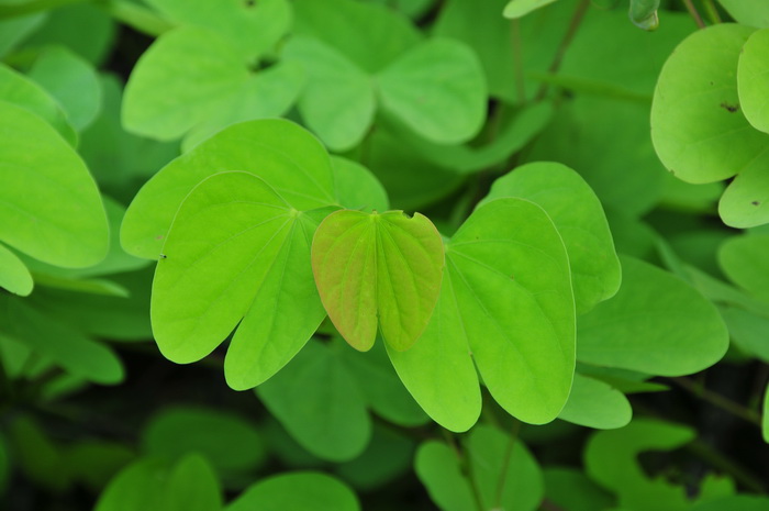 棒花羊蹄甲Bauhinia nervosa