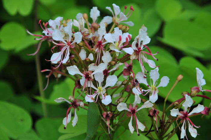 棒花羊蹄甲Bauhinia nervosa