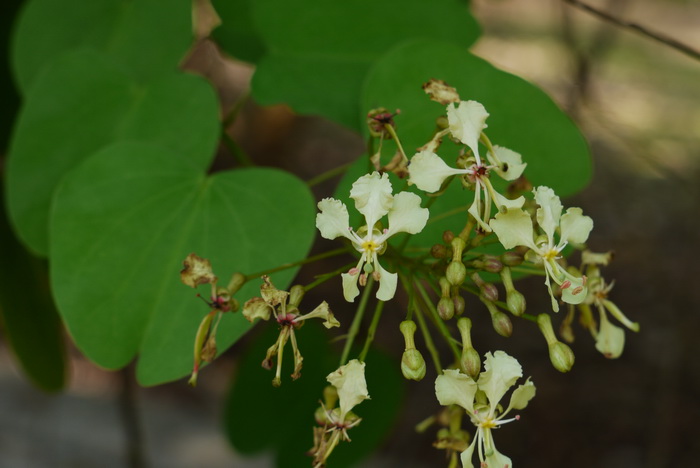 囊托羊蹄甲Bauhinia touranensis