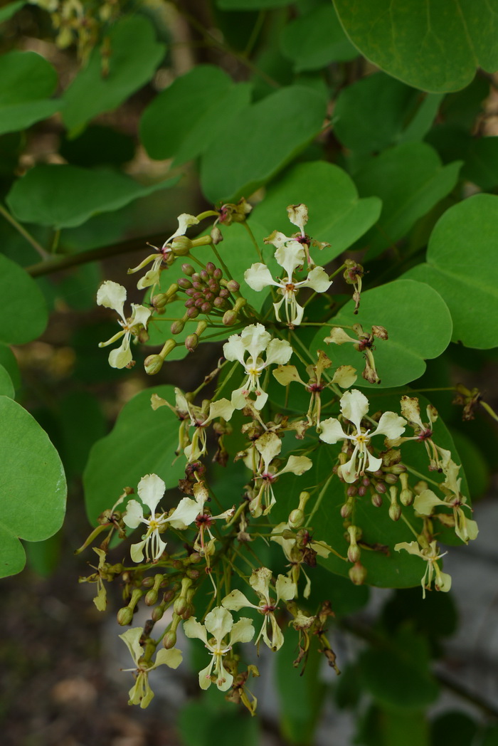 囊托羊蹄甲Bauhinia touranensis