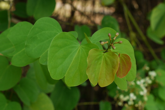 囊托羊蹄甲Bauhinia touranensis 囊托羊蹄甲Bauhinia touranensis