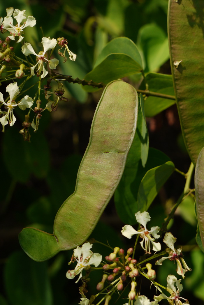 囊托羊蹄甲Bauhinia touranensis