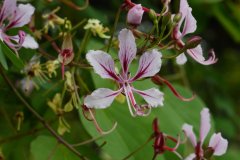 云南羊蹄甲Bauhinia yunnanensis