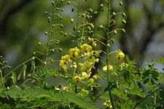 云实Caesalpinia decapetala