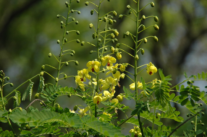 云实Caesalpinia decapetala