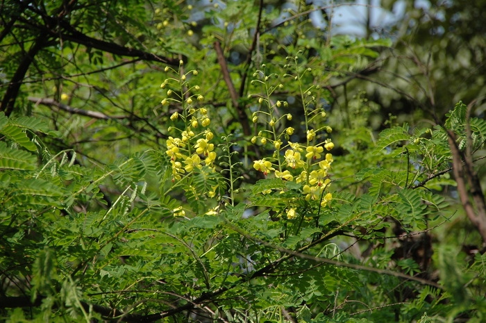 云实Caesalpinia decapetala