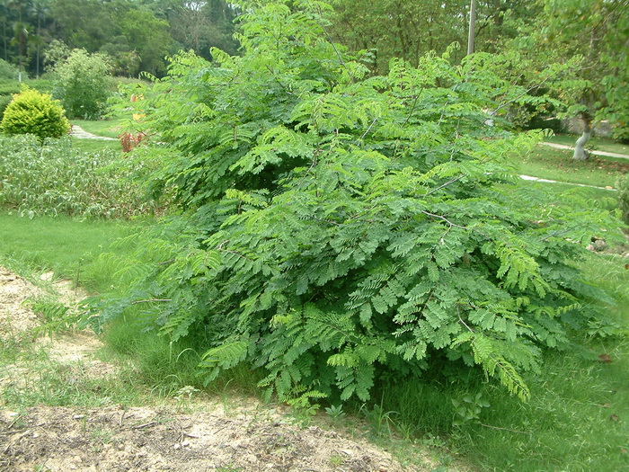 云实Caesalpinia decapetala