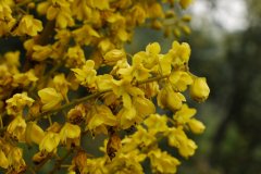 春云实Caesalpinia vernalis