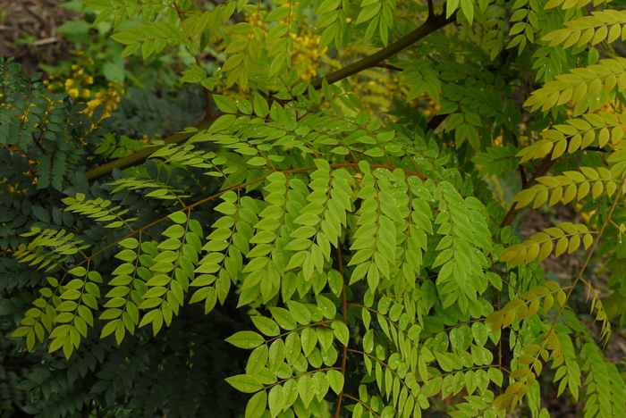 春云实Caesalpinia vernalis 春云实Caesalpinia vernalis
