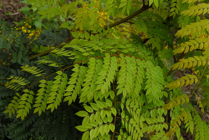 春云实Caesalpinia vernalis