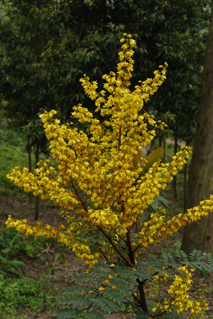 春云实Caesalpinia vernalis